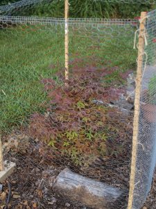 I got this Japanese Maple from Craig's List for less than $5.00.  after a couple winters, it's still going strong.  The cage around is to protect it from deers.